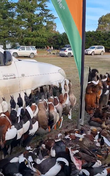 新西蘭野貓氾濫 小鎮辦親子狩獵狠殺逾400隻貓(有片)
