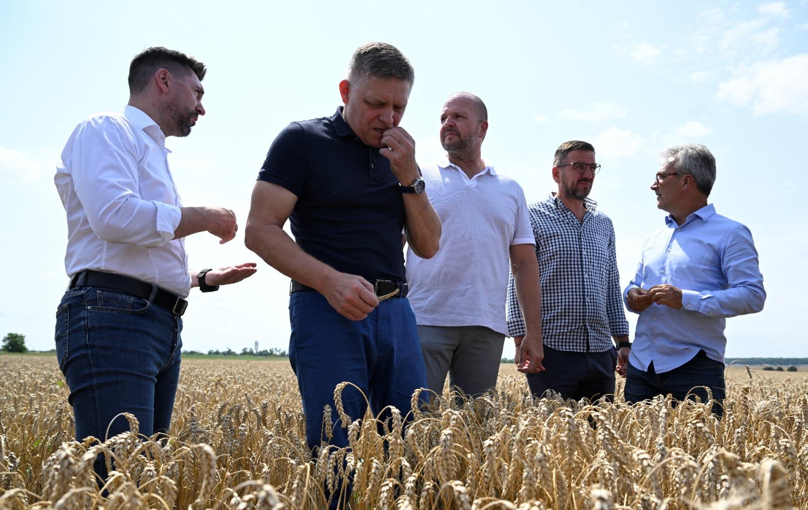 斯洛伐克總理菲佐(Robert Fico)在槍傷後康復,昨撐拐杖檢查當地穀物收成情況。(美聯社)