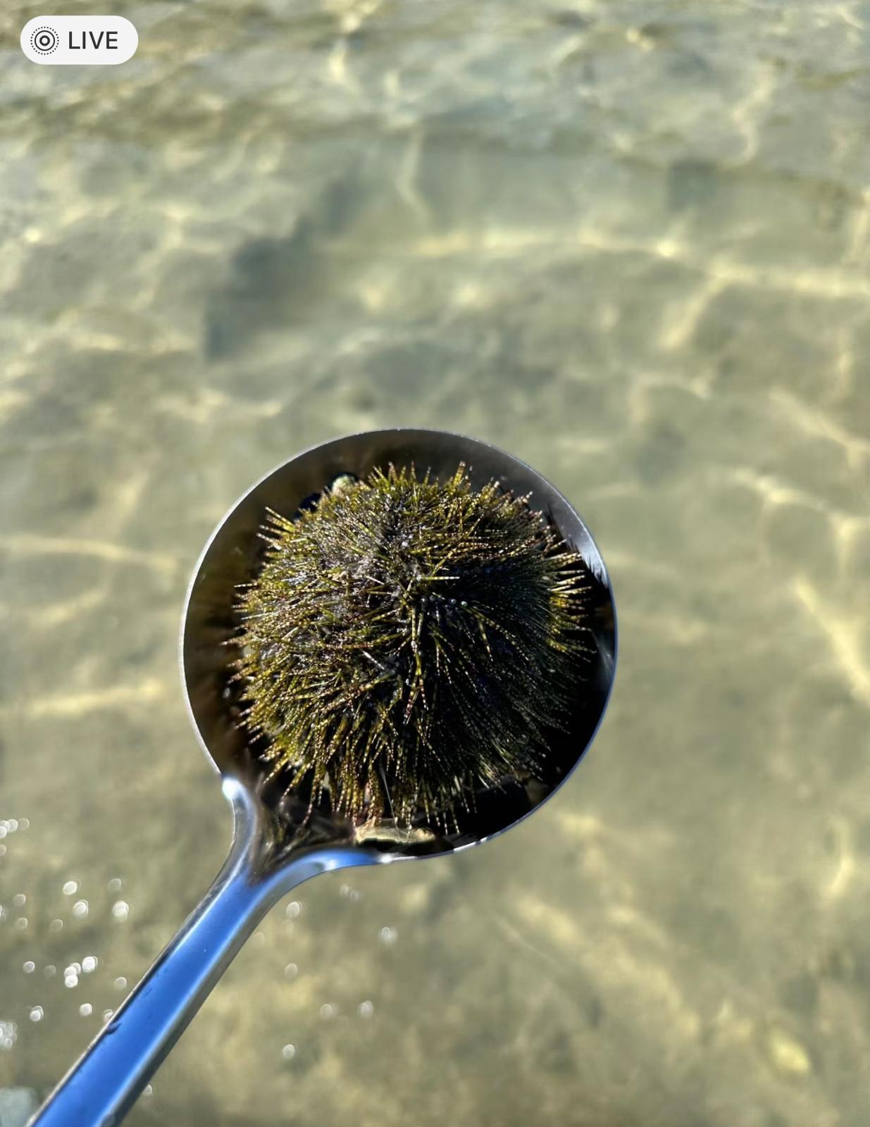 圖片來源:小紅書