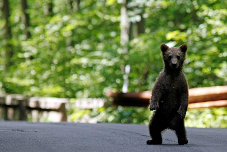 羅馬尼亞首都布加勒斯特市郊有野熊家施出沒。(資料圖片)