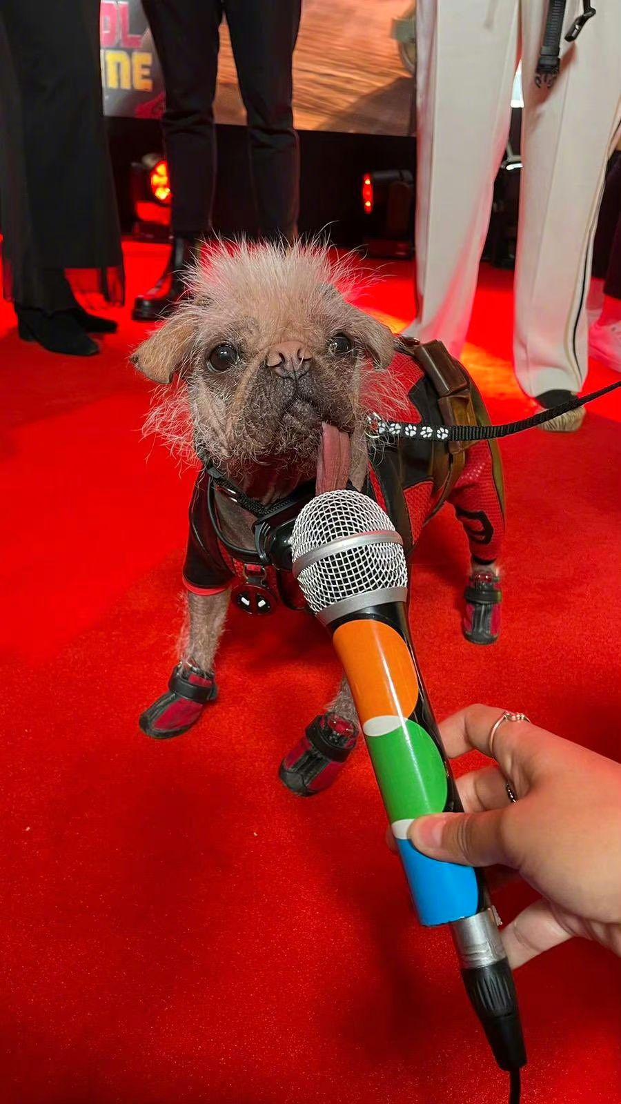 狗侍Peggy公開亮相吸引傳媒記者「扑咪」採訪。