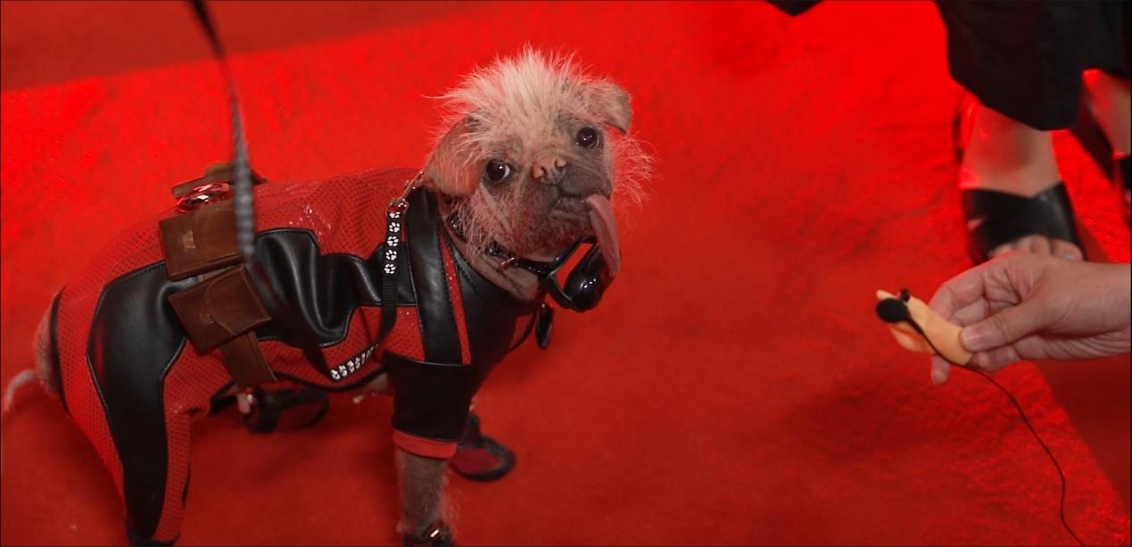 Peggy曾獲得英國最醜狗狗大獎。