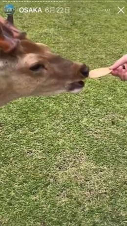 鹿兒不虞有詐,大口一咬仙貝。(互聯網)