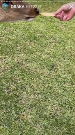 鹿兒嗅聞大便仙貝。(互聯網)