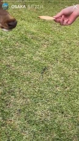 鹿兒知中伏,即回過頭,不再吃。(互聯網)