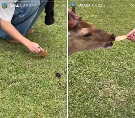 男子把仙貝沾上地面的鹿糞,再將大便仙貝餵給鹿兒吃。(互聯網)