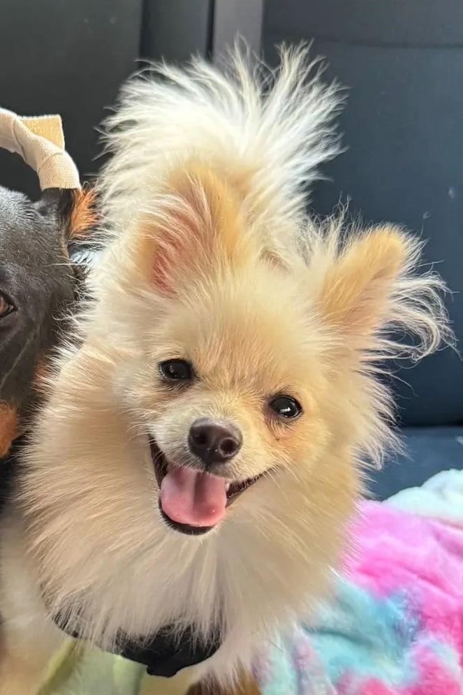 遭虐待致死的寵物犬。(互聯網)