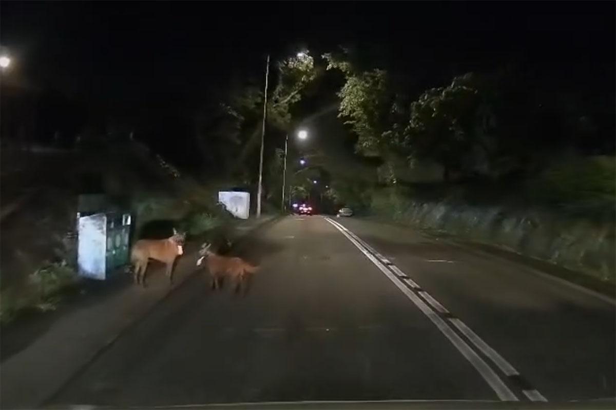 有唐狗在林錦公路行人路與馬路徘徊,最終慘遭專綫小巴撞飛。(網上影片截圖)