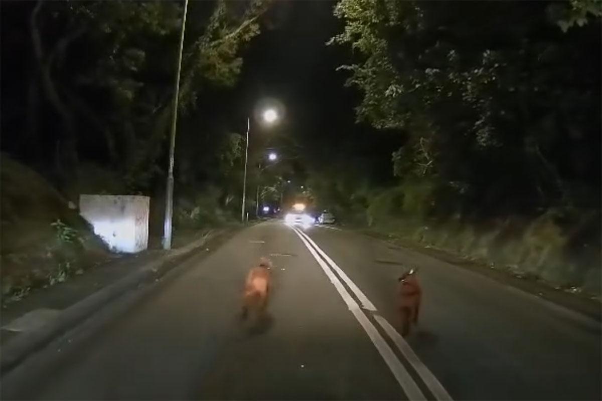 有唐狗在林錦公路行人路與馬路徘徊,最終慘遭專綫小巴撞飛。(網上影片截圖)