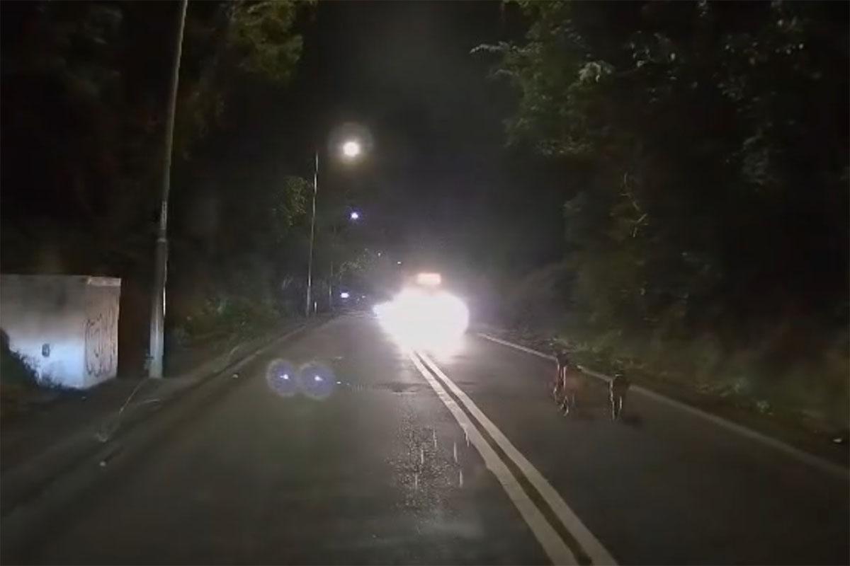 有唐狗在林錦公路行人路與馬路徘徊,最終慘遭專綫小巴撞飛。(網上影片截圖)