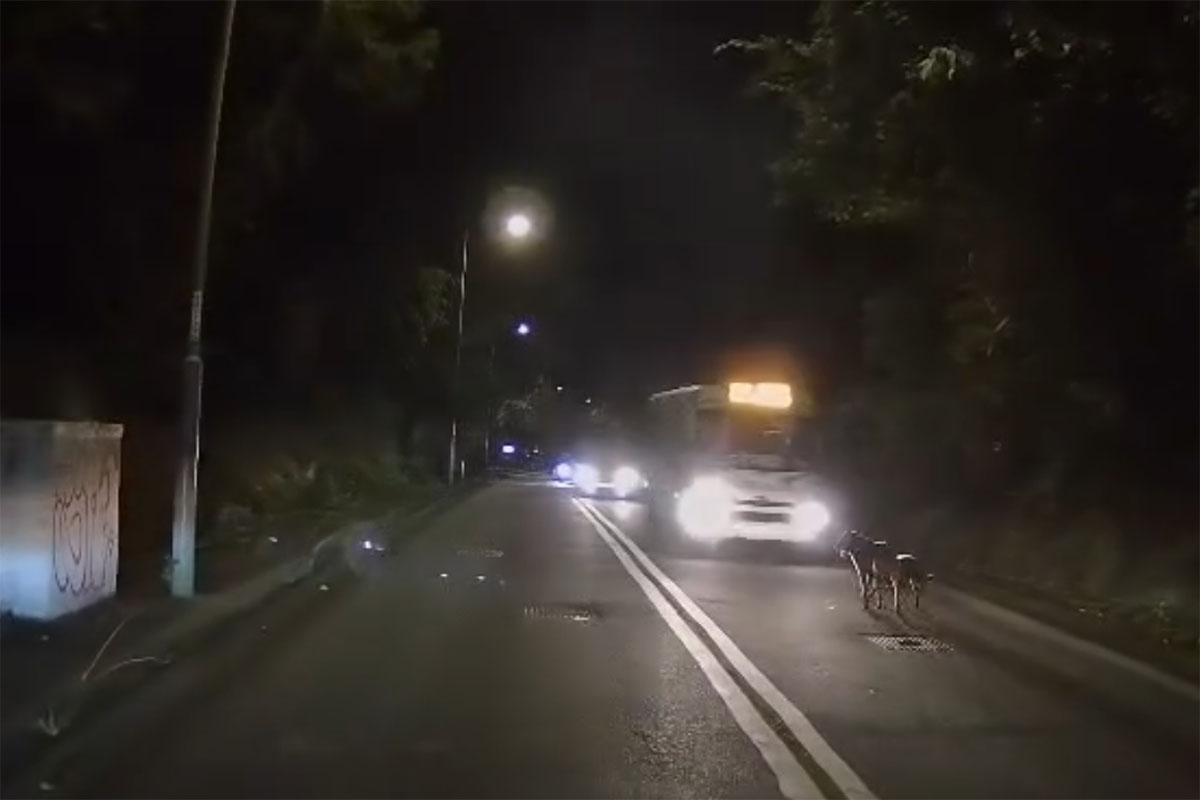 有唐狗在林錦公路行人路與馬路徘徊,最終慘遭專綫小巴撞飛。(網上影片截圖)