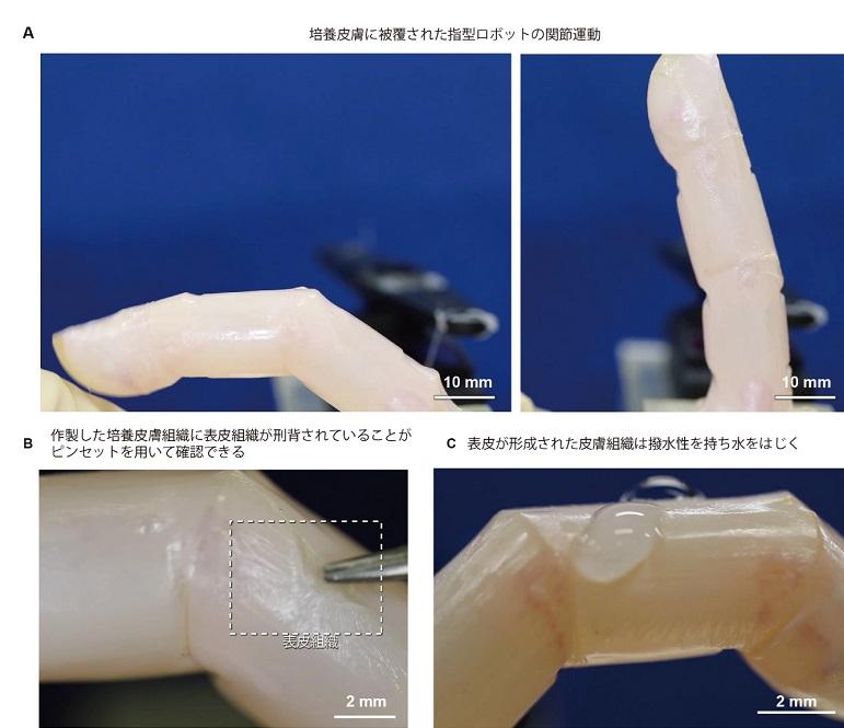東京大學科學家於機械人手指覆蓋由實驗室培養的皮膚,然後將膠原蛋白植入皮膚傷口,以展示皮膚傷口如何自我修復。(互聯網)