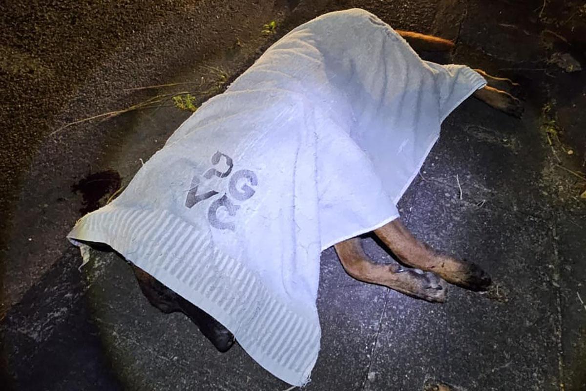 被撞狗隻遺體以白布遮蓋。(「毛守救援」FB專頁)