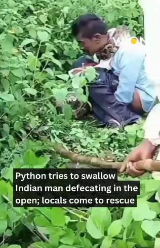 男子在草叢大便期間,遭蟒蛇突襲纏頸,幾乎窒息。(互聯網)