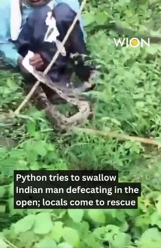 村民用斧頭直劈蟒蛇。(互聯網)