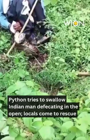 蟒蛇被斬至鮮血淋漓。(互聯網)