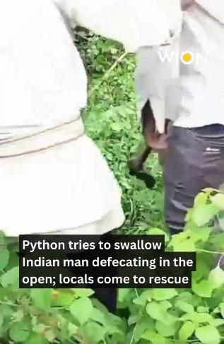 村民用斧頭對付蟒蛇。(互聯網)