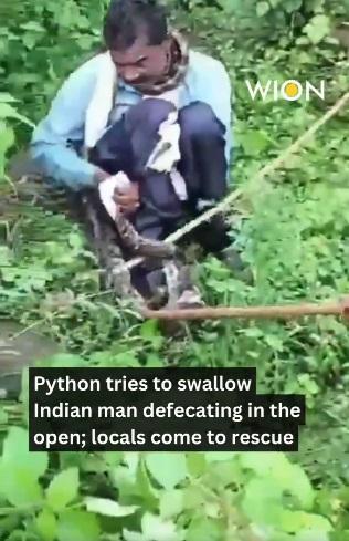 村民用樹枝挑起蟒蛇。(互聯網)