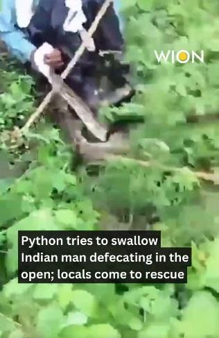 村民用斧頭直劈蟒蛇。(互聯網)