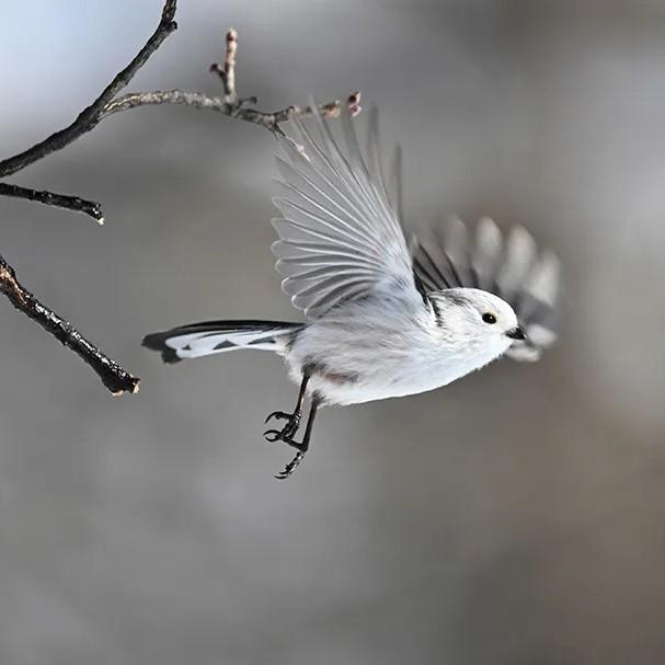 Nikon Z6III支援高解像度影片。