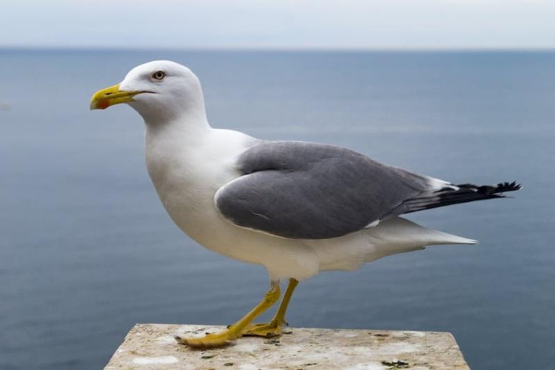 有海鷗試圖搶遊客食物時遭殘殺。配圖與本案無案。(互聯網)