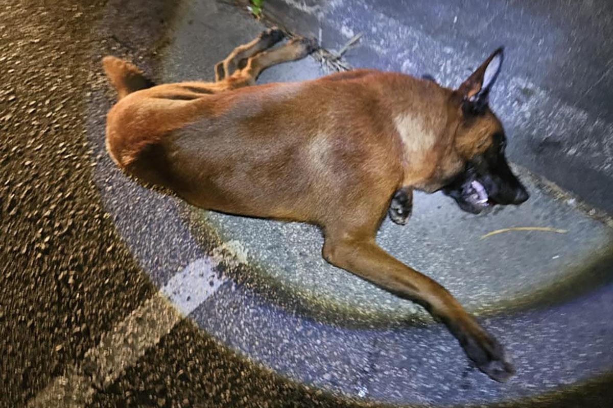 被撞狗隻遺體沒有反應。(「毛守救援」FB專頁)