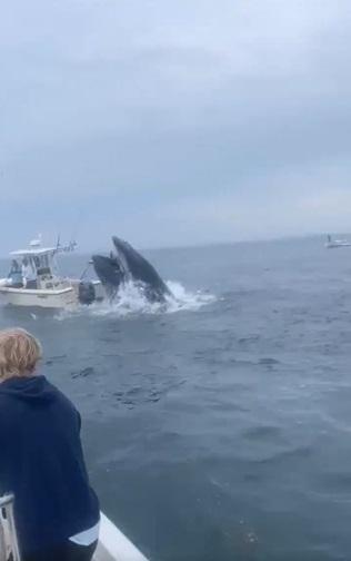 座頭鯨躍出水面。(互聯網)