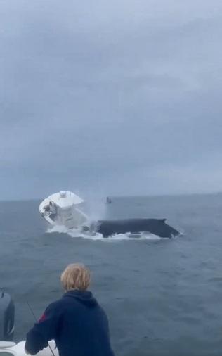 座頭鯨下墜時頭部撞到漁船。(互聯網)