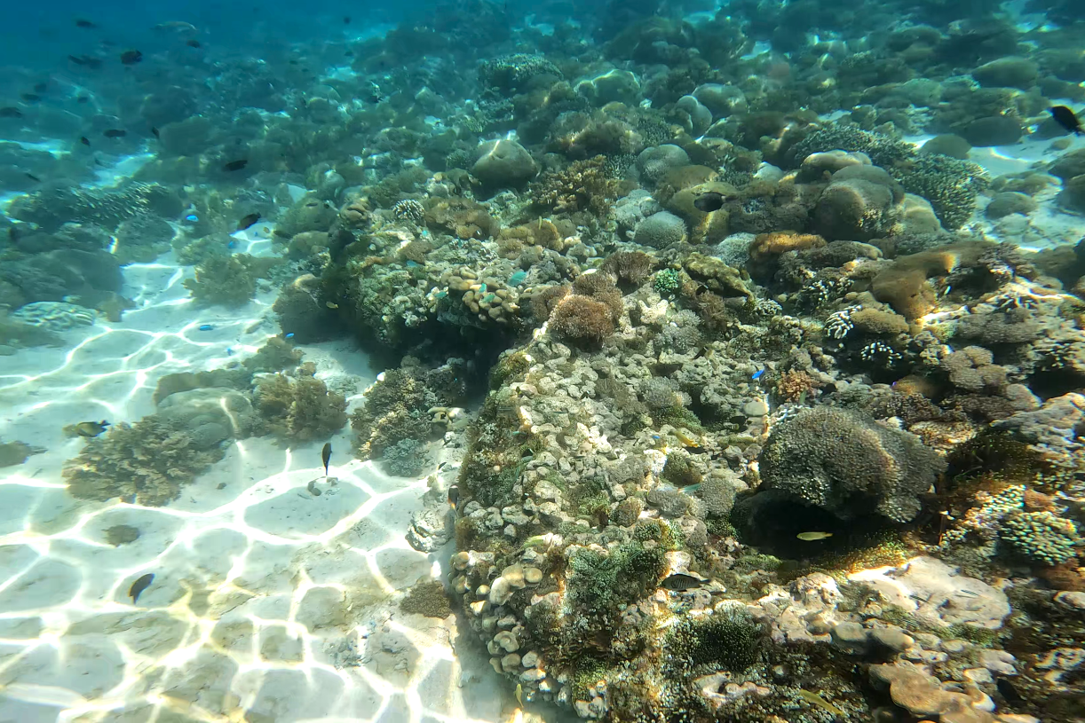 浮潛可以欣賞到不同品種的珊瑚