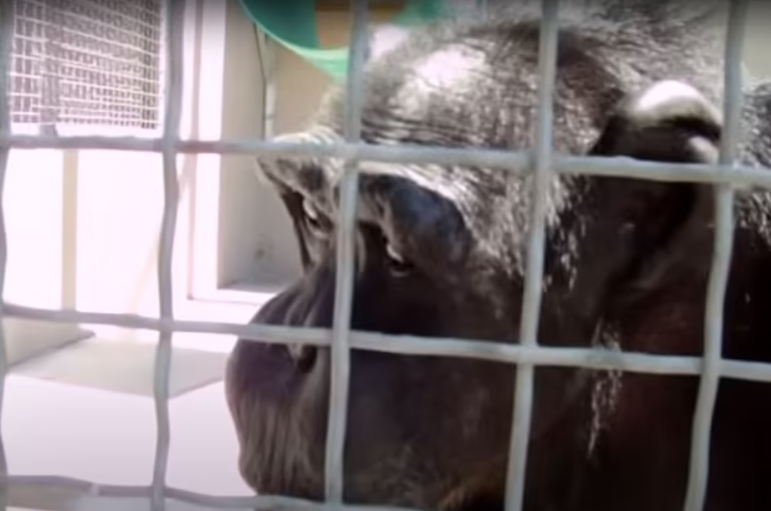 黑猩猩「強尼」(Johnny)跟一名女士說「媽媽」。(互聯網)