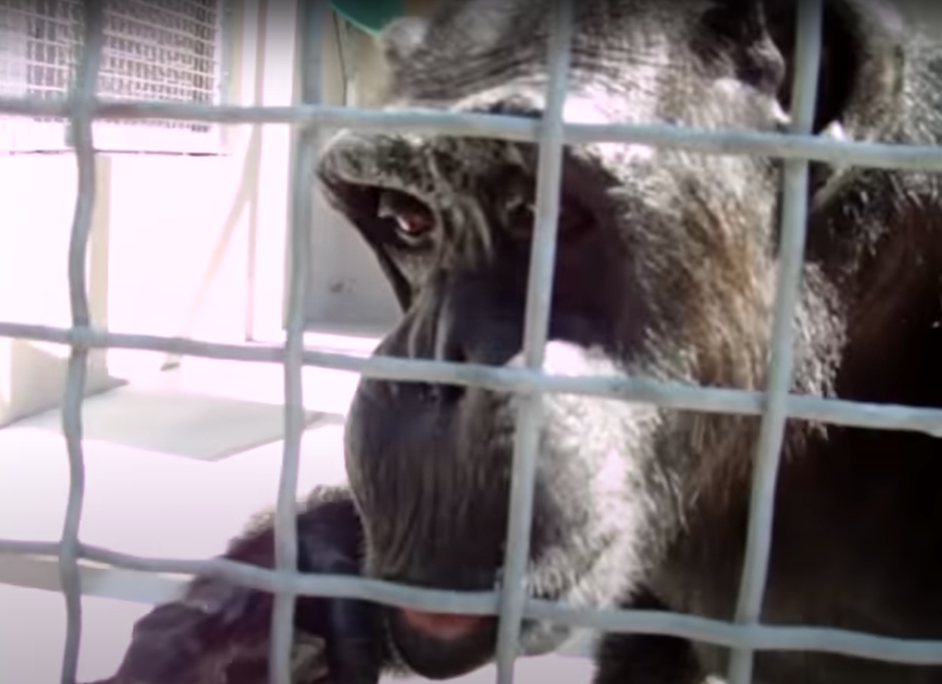 黑猩猩「強尼」(Johnny)跟一名女士說「媽媽」。(互聯網)