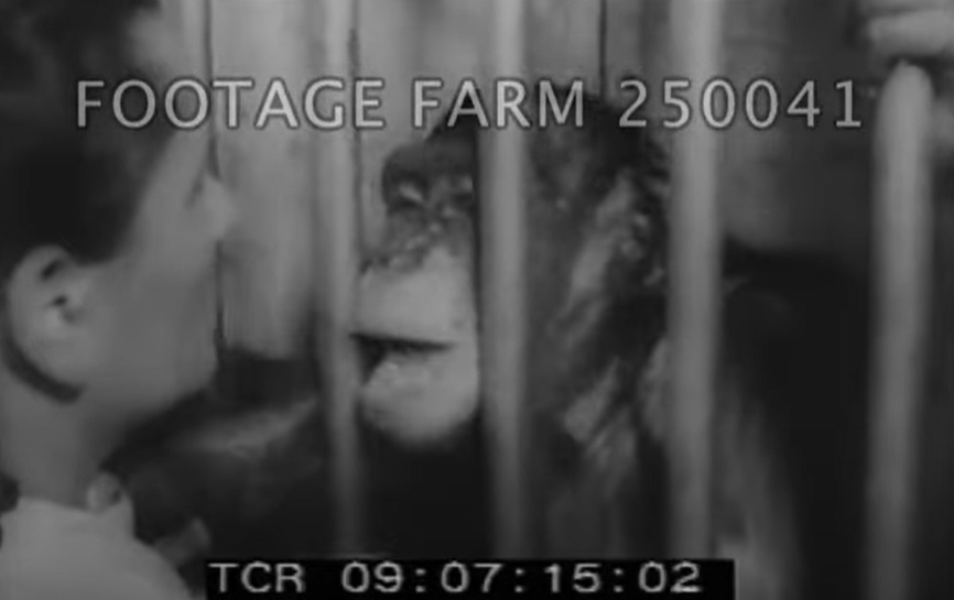 黑猩猩雷娜塔(Renata)在1962年的片段中,多次說出「媽媽」。(互聯網)