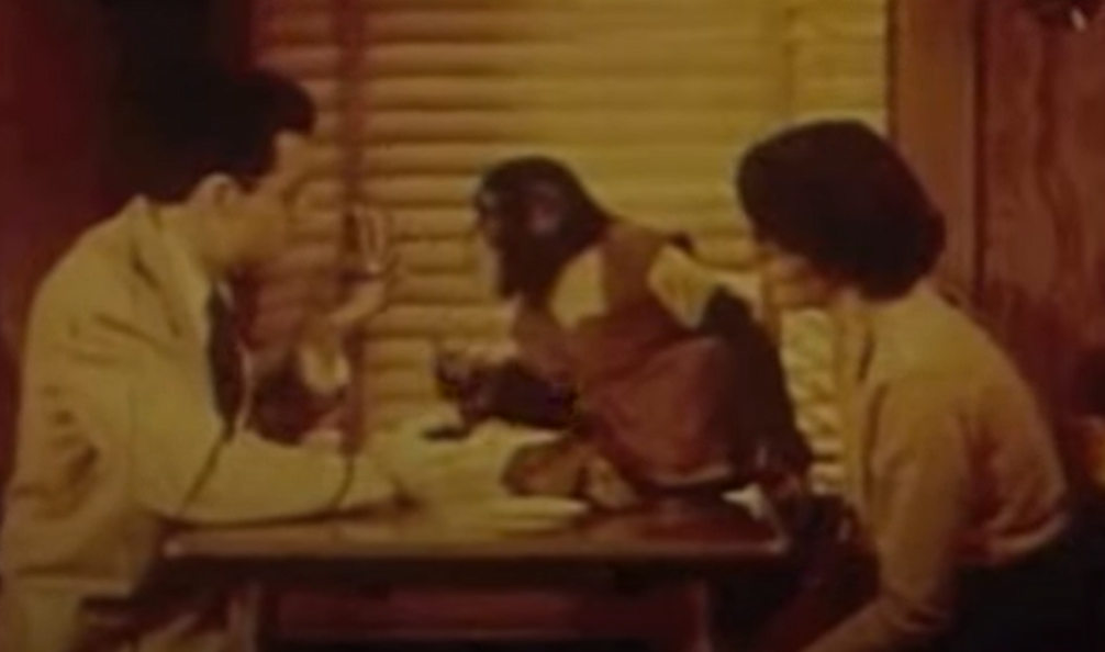 黑猩猩「維基」3歲時學會發出幾個英文單字的聲音。(互聯網)