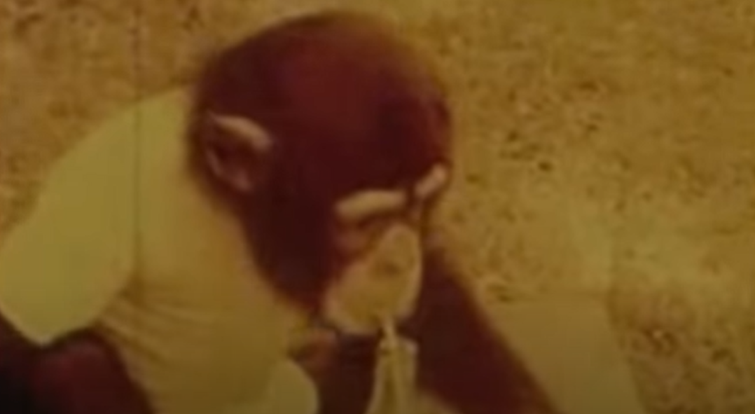 黑猩猩「維基」3歲時學會發出幾個英文單字的聲音。(互聯網)