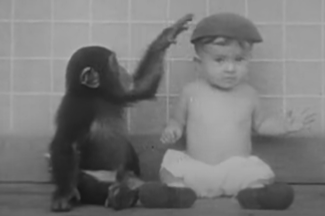 星猩猩「古亞」曾與人類嬰兒一起生活,結局黯然。(互聯網)