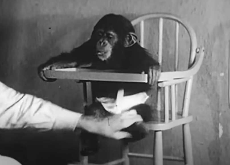 黑猩猩「古亞」曾與人類嬰兒一起生活,結果黯然。(互聯網)