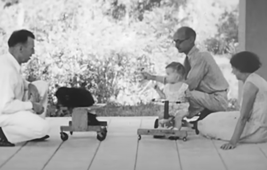 黑猩猩「古亞」曾與人類嬰兒一起生活,結局黯然。(互聯網)