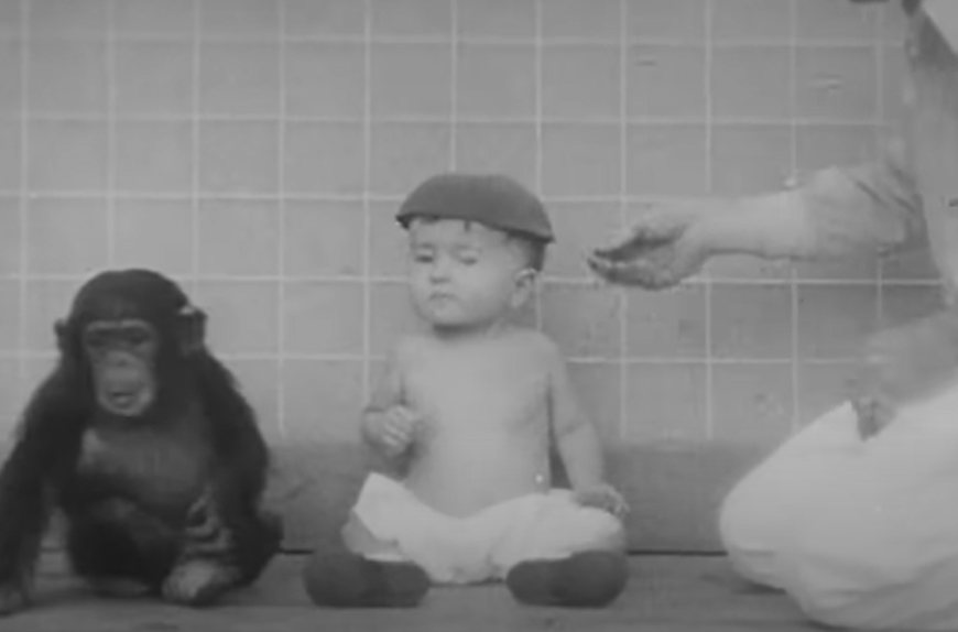 黑猩猩「古亞」曾與人類嬰兒一起生活,結局黯然。(互聯網)