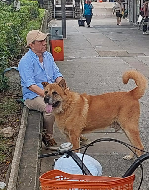 動物保護團體毛守救援發現狗狗身上有晶片,其後經漁護署聯絡主人由女傭接回(大埔Tai Po FB)