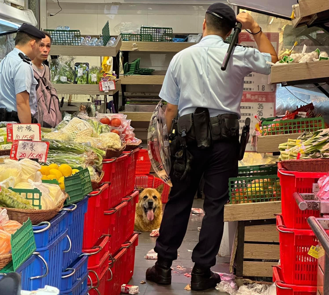 唐狗突闖入超市菜檔內「搗亂」搵食物,警方及漁護署接獲報案後到場戒備。片段可見,菜檔遍地凌亂,兩名藍帽子警員到場「包圍」唐狗(大埔Tai Po FB)