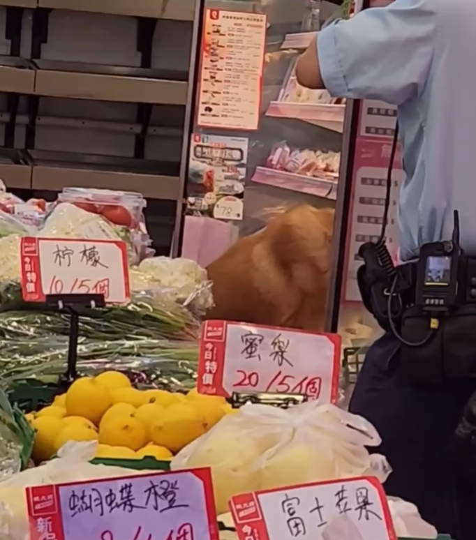 唐狗突闖入超市菜檔內「搗亂」搵食物(大埔Tai Po FB)