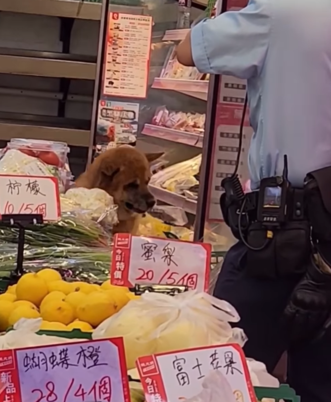 唐狗突闖入超市菜檔內「搗亂」搵食物(大埔Tai Po FB)