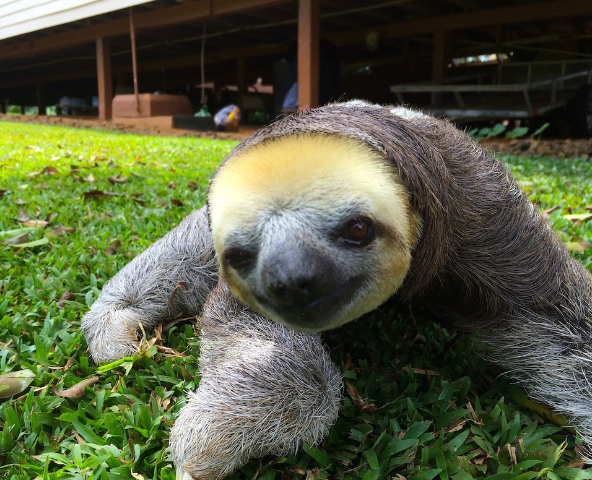白喉三趾樹懶。(互聯網)