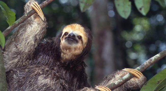 白喉三趾樹懶。(互聯網)