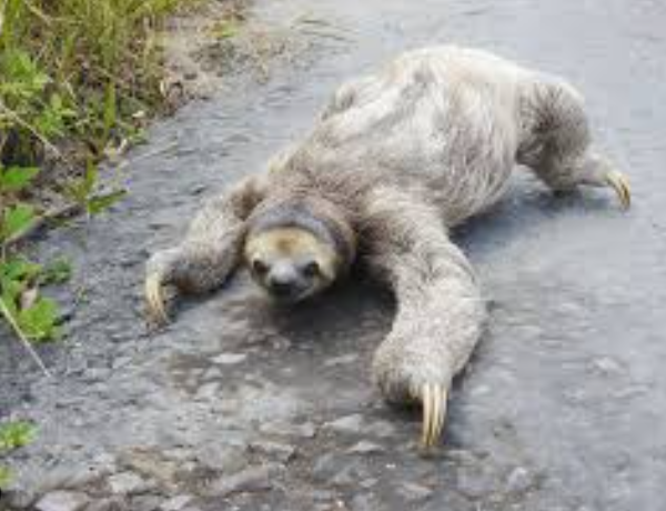 白喉三趾樹懶。(互聯網)