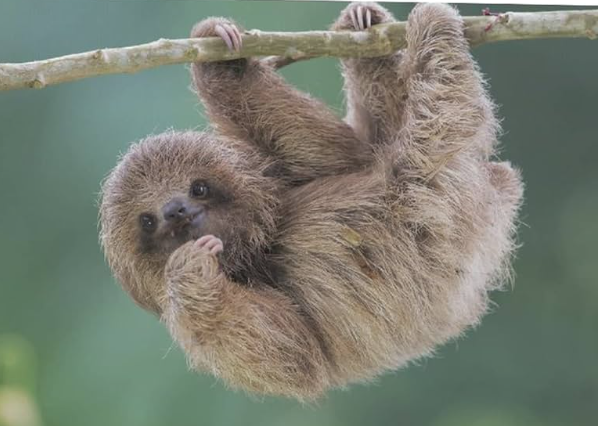 白喉三趾樹懶。(互聯網)