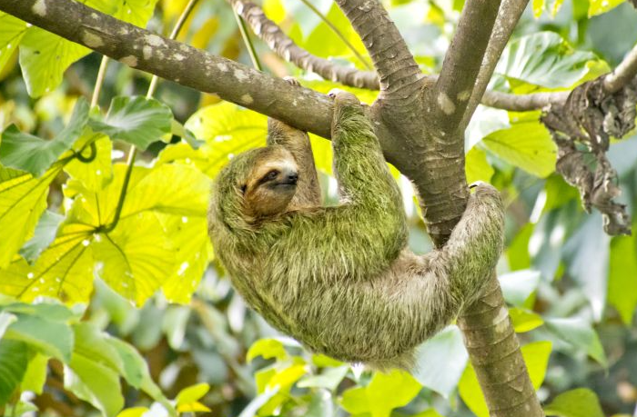 白喉三趾樹懶。(互聯網)