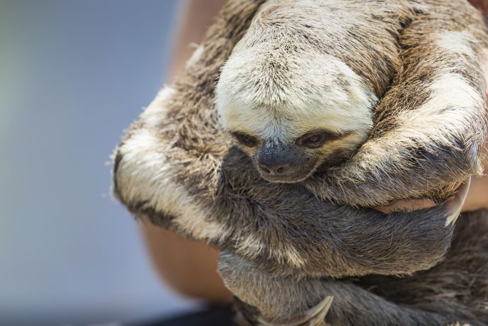 白喉三趾樹懶。(互聯網)