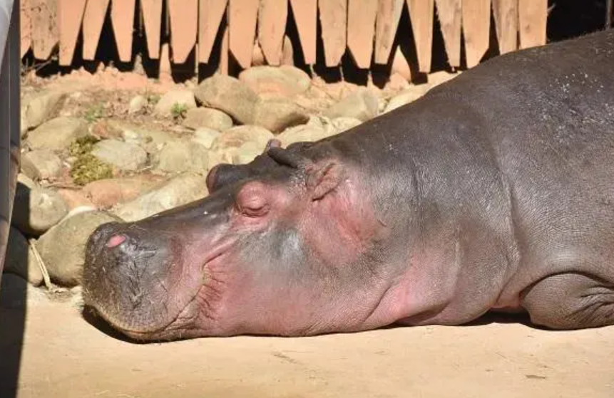 台灣新竹動物園的36歲元老級河馬「樂樂」是動物園人氣王,有網民近日指發現有遊客餵樂樂食薯片。