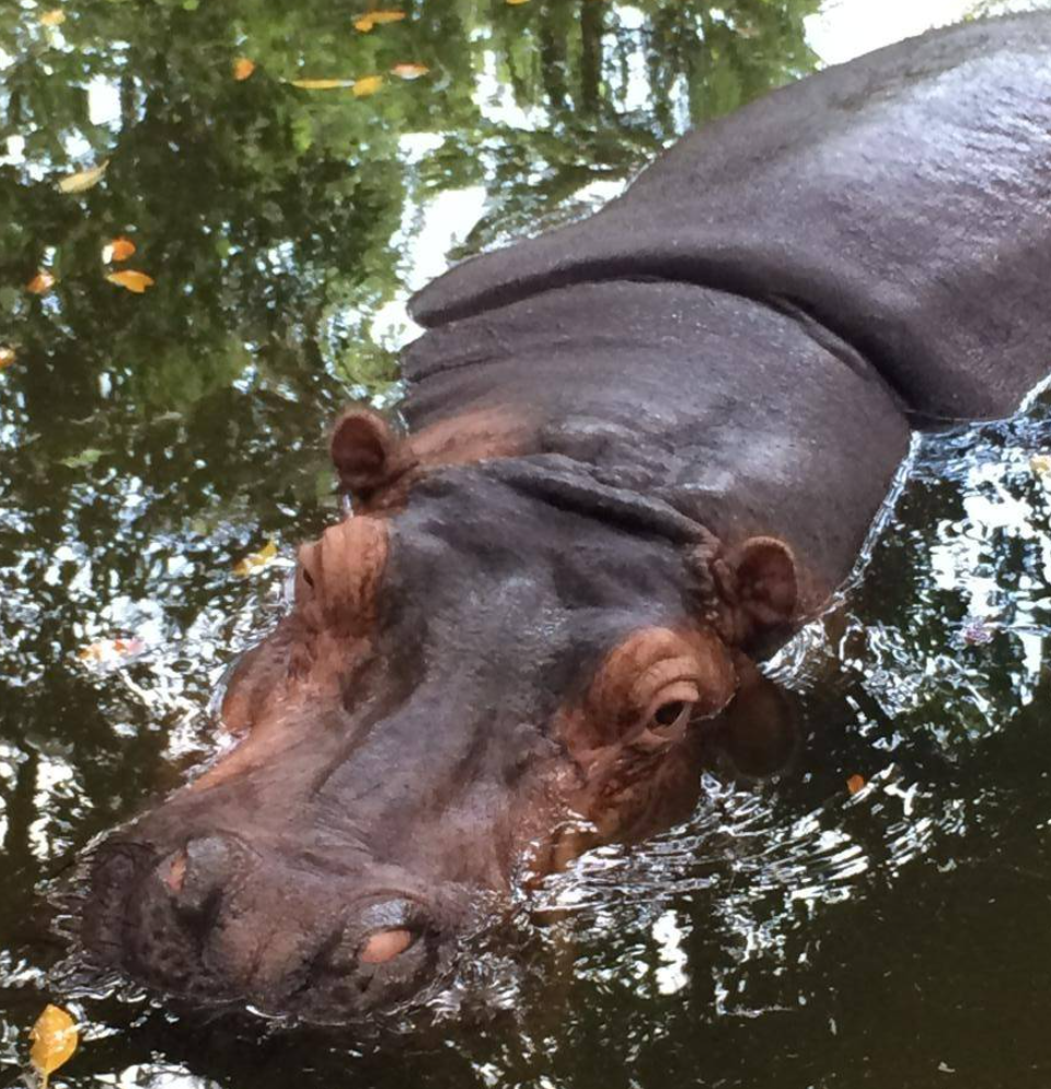 台灣新竹動物園的36歲元老級河馬「樂樂」是動物園人氣王,有網民近日指發現有遊客餵樂樂食薯片。